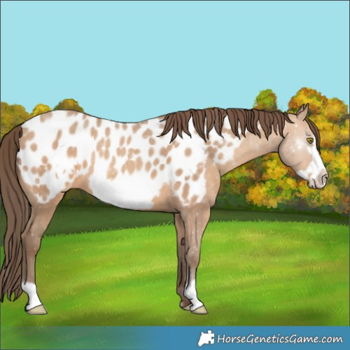 Horse Color:Amber Champagne Frame Appaloosa Rabicano 
