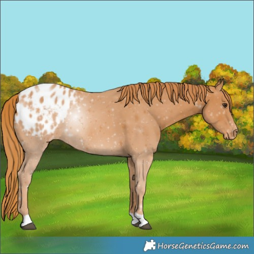 Horse Color:Chestnut Appaloosa Rabicano 