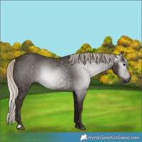 Horse Color:Gray Silver Black 