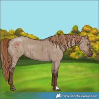 Horse Color:Liver Red Dun Brindle 