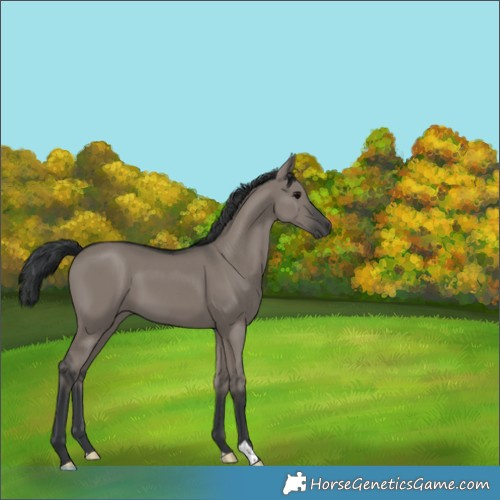 Horse Color:Grullo 