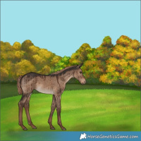 Horse Color:Liver Red Dun Brindle 