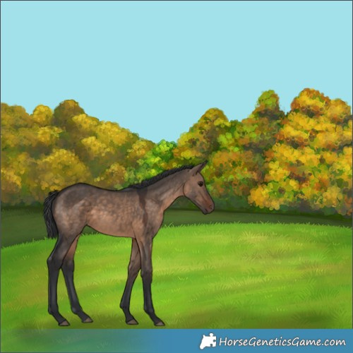 Horse Color:Brown Dun 
