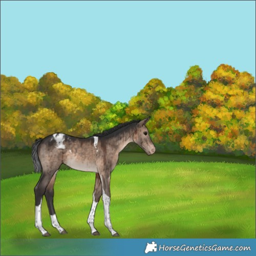 Horse Color:Brown Dun Tobiano Varnish Rabicano Brindle 
