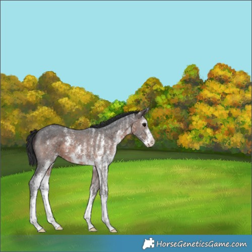 Horse Color:Brown Sabino 