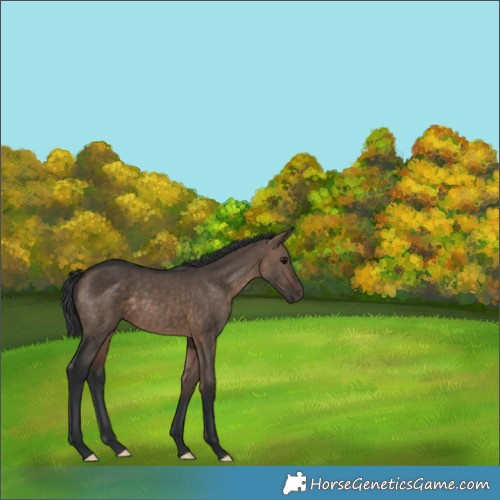 Horse Color:Brown Dun 