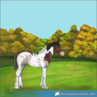 Horse Color:Liver Chestnut Tobiano 