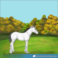 Horse Color:Black Tobiano Appaloosa 