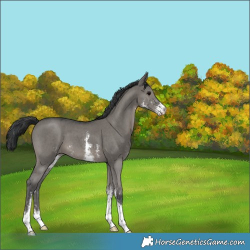 Horse Color:Grullo Sabino 