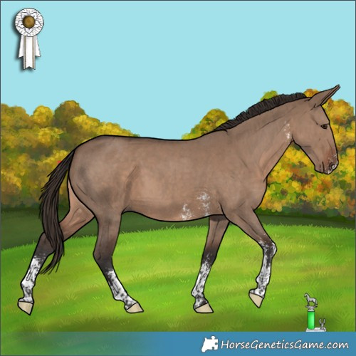 Horse Color:Liver Red Dun Sabino 