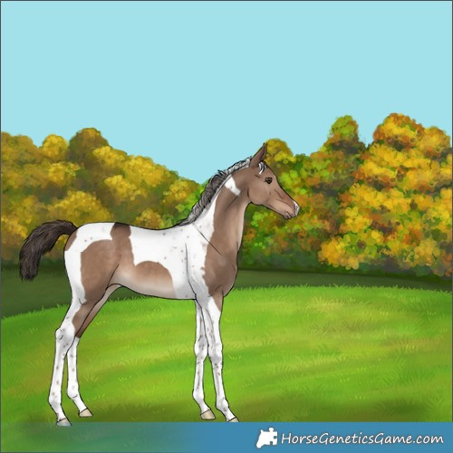 Horse Color:Liver Red Dun Tobiano 
