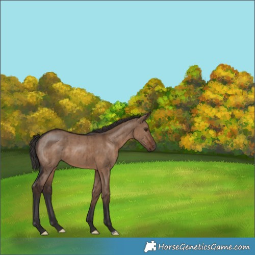 Horse Color:Liver Red Dun Brindle 