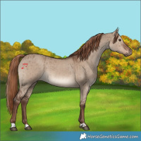 Horse Color:Liver Red Dun Brindle 