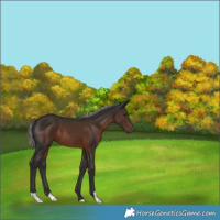 Horse Color:Liver Chestnut Mushroom 