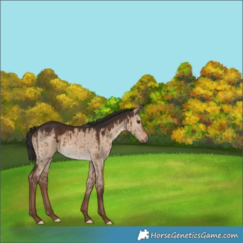 Horse Color:Liver Red Dun Brindle 
