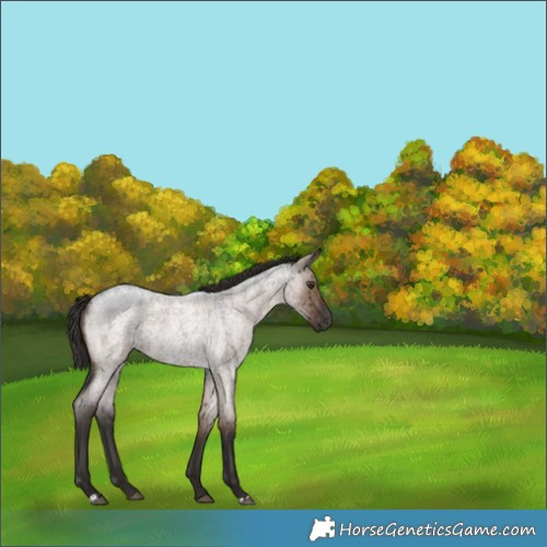 Horse Color:Liver Red Dun Roan Brindle 