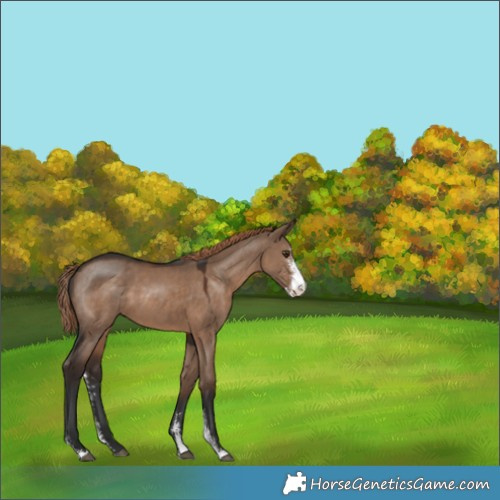 Horse Color:Liver Red Dun Sabino 
