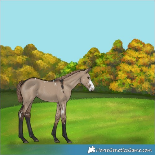 Horse Color:White Spotted Liver Red Dun Sabino 