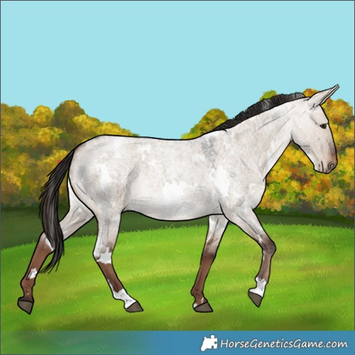 Horse Color:White Spotted Liver Red Dun Roan 