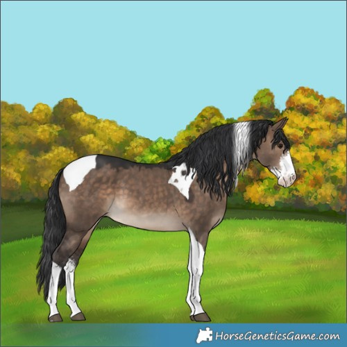 Horse Color:Brown Dun Sabino Tobiano 