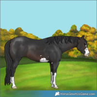 Horse Color:Brown 