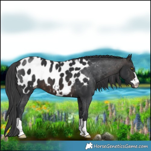 Horse Color:Brown Near Leopard 