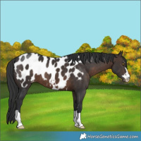 Horse Color:Brown Near Leopard