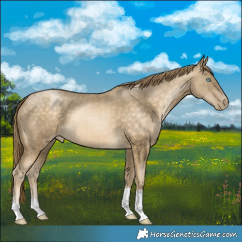 Horse Color:Buckskin Pearl
