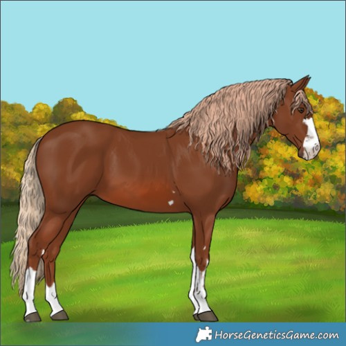 Horse Color:Chestnut 