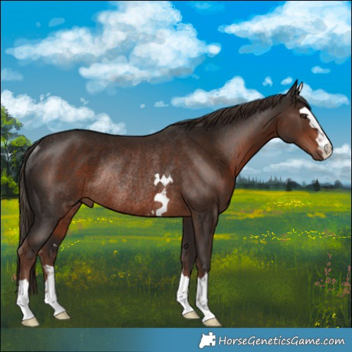 Horse Color:Liver Chestnut Rabicano 