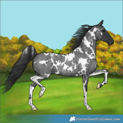 Horse Color:White Spotted Blue Roan