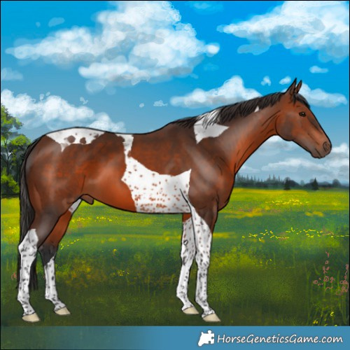 Horse Color:Brown Tobiano 