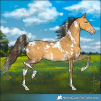 Horse Color:White Spotted Sable Cream Champagne 