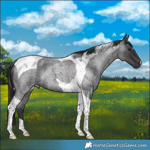 Horse Color:Smoky Blue Roan Tobiano 