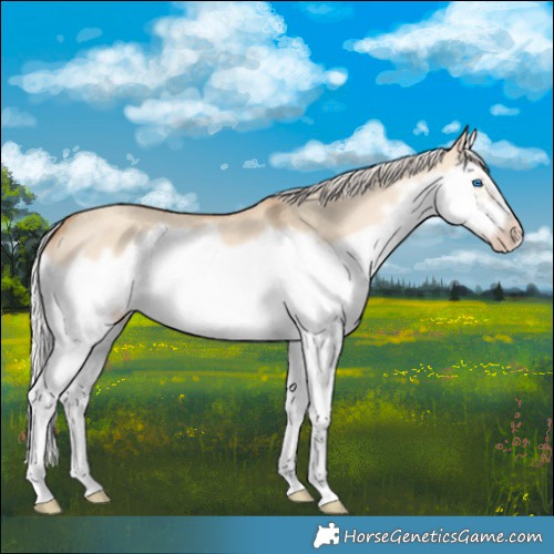 Horse Color:Silver Classic Champagne Dun Splash Frame