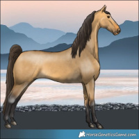 Horse Color:Buckskin Dun Rabicano 
