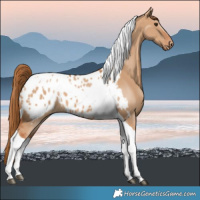 Horse Color:Red Dun Tobiano Appaloosa 
