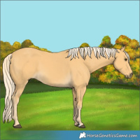 Horse Color:Palomino 