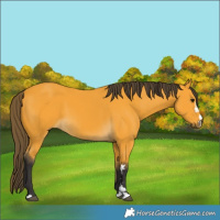 Horse Color:Buckskin 