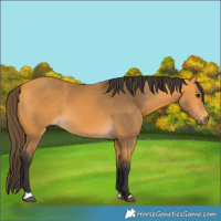 Horse Color:Buckskin 
