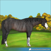 Horse Color:Brown Rabicano