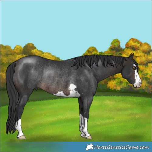 Horse Color:Brown Rabicano 