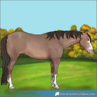 Horse Color:Sable Champagne 