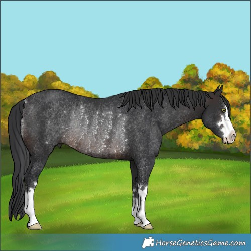 Horse Color:Brown Rabicano 