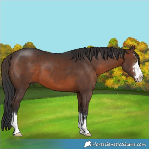 Horse Color:Brown 