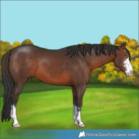 Horse Color:Brown 