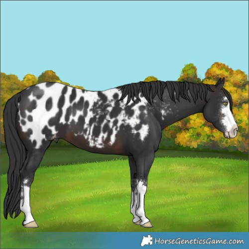 Horse Color:Brown Appaloosa 