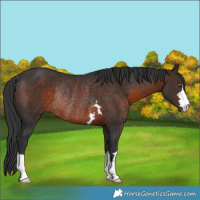 Horse Color:Brown Rabicano