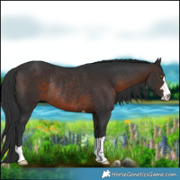 Horse Color:Brown Rabicano 