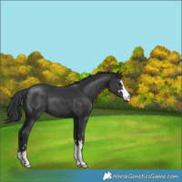 Horse Color:Black 